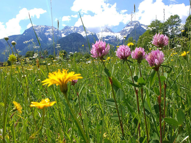 Hotel Mühlpointhof in Lofer